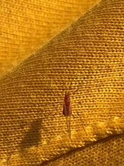 Macrosiphini