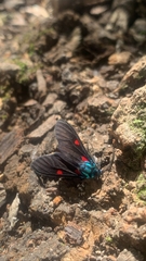 Cyanopepla fastuosa