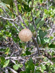 Andricus vacciniifoliae