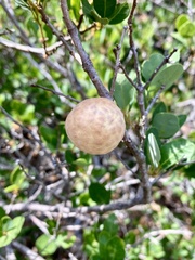 Andricus vacciniifoliae