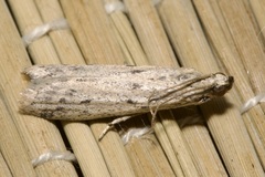Homoeosoma nebulella