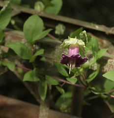 Cobaea scandens