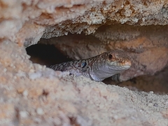 Podarcis siculus siculus