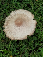 Leucoagaricus