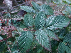 Rubus pinnatus