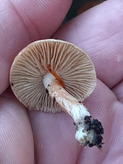 Pluteus romellii