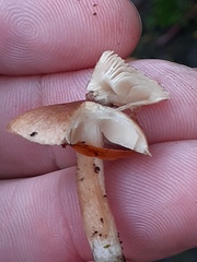 Pluteus romellii