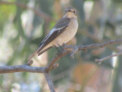 Ficedula hypoleuca