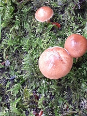 Pluteus romellii
