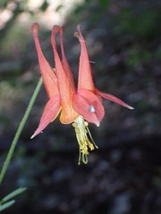Aquilegia desertorum
