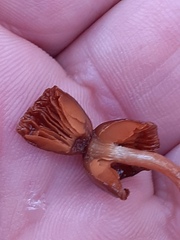 Pholiotina rugosa