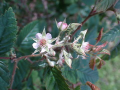 Rubus pinnatus