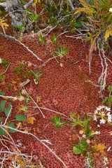 Sphagnum capillifolium