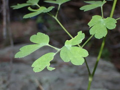 Aquilegia desertorum