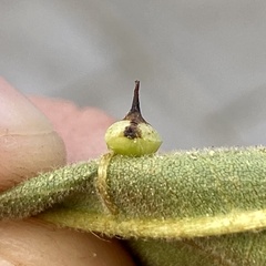 Caryomyia sanguinolenta