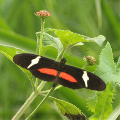 Heliconius clysonymus