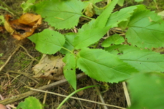 Scrophularia lanceolata