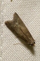 Eccopisa effractella