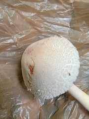Leucoagaricus