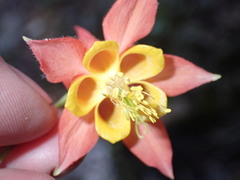 Aquilegia desertorum