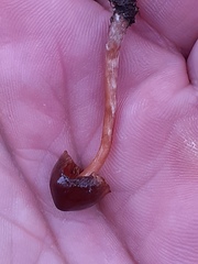 Pholiotina rugosa