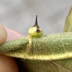 Caryomyia sanguinolenta