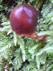 Pholiotina rugosa