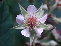 Rubus pinnatus