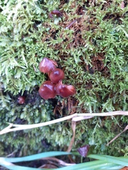 Pholiotina rugosa