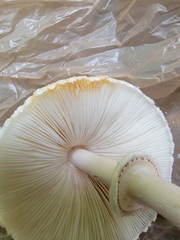 Leucoagaricus