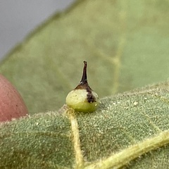 Caryomyia sanguinolenta