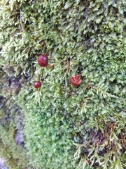 Pholiotina rugosa
