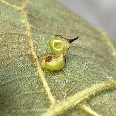Caryomyia sanguinolenta