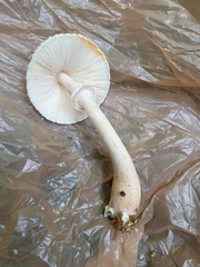 Leucoagaricus