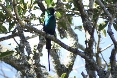 Nectarinia famosa famosa