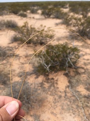 Sporobolus flexuosus