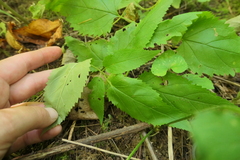 Scrophularia lanceolata