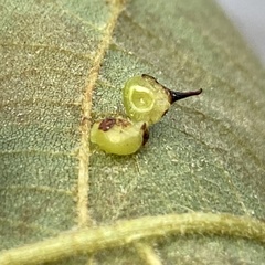 Caryomyia sanguinolenta