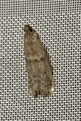 Ephestia elutella