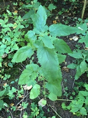 Scrophularia lanceolata
