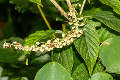 Clethra acuminata