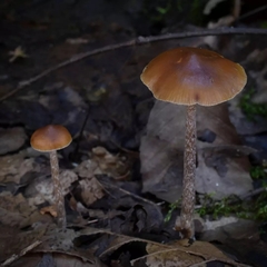 Psilocybe fuscofulva