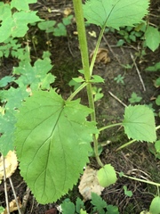 Scrophularia lanceolata