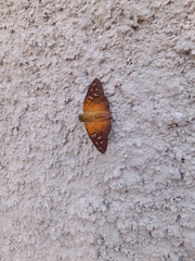 Augiades crinisus
