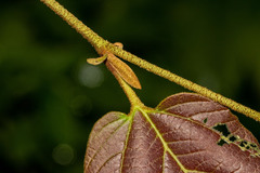 Hamamelis