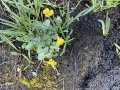 Erythranthe primuloides