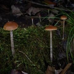 Psilocybe fuscofulva