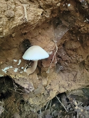Leucoagaricus