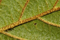 Hamamelis