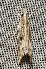 Catoptria verellus